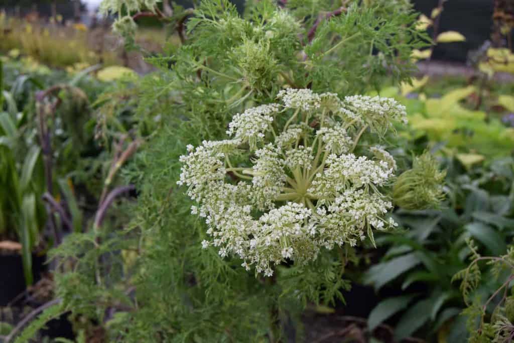 Selinum wallichianum ---